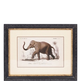 Framed Elephant Print