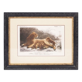 Framed Lion Print