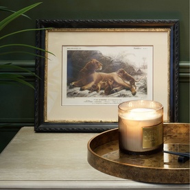 Framed Lion Print