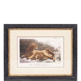 Framed Lion Print