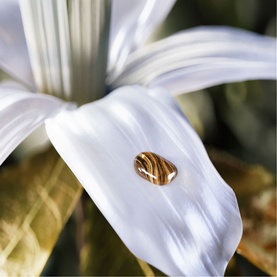 Le Gemme Tygar Eau de Parfum