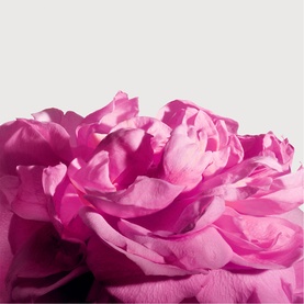 Radical Rose Extrait