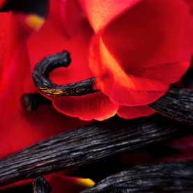 Hibiscus Mahajad Extrait de Parfum