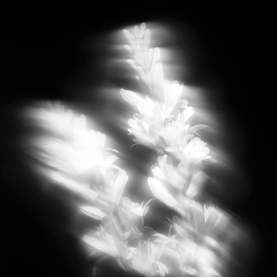 Tub&eacute;reuse Astrale Extrait de Parfum