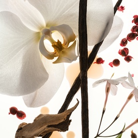Vanilla Skin Body Oil