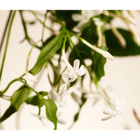 Sweet Jasmine Home Perfume