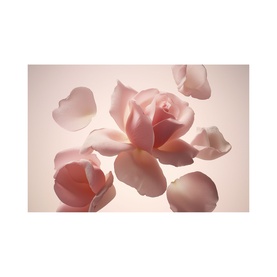 Cashmere Rose Car Air Freshener