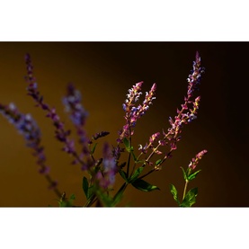 Savage Garden Mini Fragrance Sticks