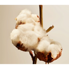 Cotton Blossom Home Perfume
