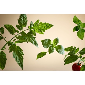 White Basil Home Perfume