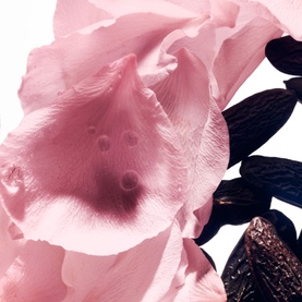 Rose de Soie Eau de Toilette