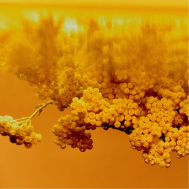 Contre-Jour Eau de Parfum