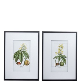 Botanical Wall Art 2 Two-Piece Set