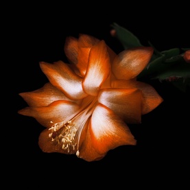 Black Saffron Absolu de Parfum