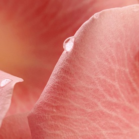 Musc Nurasana Eau de Parfum