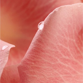 Musc Nurasana Eau de Parfum