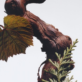 Cypress & Grapevine Car Diffuser Refill