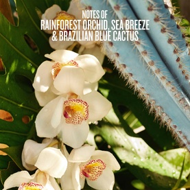 Refresco Paraiso Mist