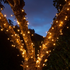 Noma warm white fairy lights wrapped around tree branches outdoors at dusk, creating a golden glowing canopy effect