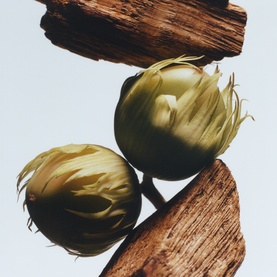 Jo Malone English Oak & Hazelnut Body & Hand Wash ingredient shot featuring two green hazelnuts balanced on textured wood bark pieces