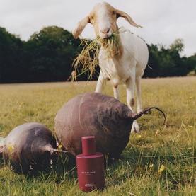 Jo Malone Scarlet Beetroot Cologne EDC bottle in a field, styled with fresh beetroots and a goat in the background.