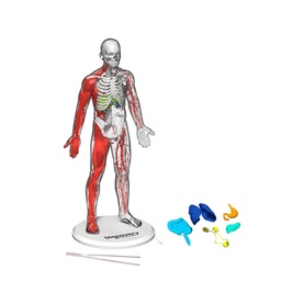 FAO Discovery anatomy kit with transparent human body model showing skeleton and muscles, with colourful organ pieces, multi-coloured