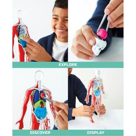 FAO Discovery anatomy kit shown in use: child exploring removable organs, with explore, discover and display steps illustrated