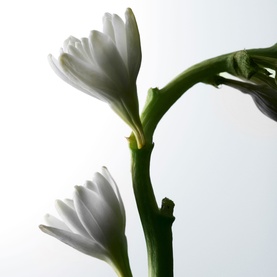 Fenty Skin Body Mist lifestyle shot featuring two white tuberose flowers on green stems against a pale grey background.