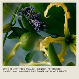 Aveda Shampure Calming Body Wash ingredient shot showing lavender, lime, ylang-ylang, and petitgrain botanicals