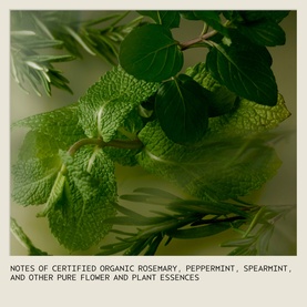Aveda Rosemary Mint Invigorating Body Wash ingredient shot showing fresh rosemary, peppermint and spearmint leaves