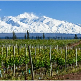 Chateau La Coste Andillian Unique Blend vineyard rows with snow-capped Andes mountains backdrop, Mendoza wine region landscape
