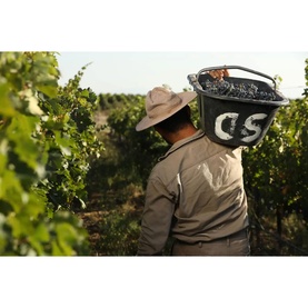 Chateau La Coste vineyard worker carrying harvested Cabernet Sauvignon grapes in a bucket through lush green vines.