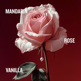 Penhaligon EDP fragrance notes illustration featuring a pink rose with Mandarin, Rose and Vanilla text on deep red background.