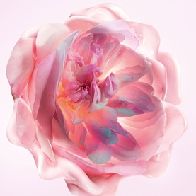 Dior Bath & Body close-up of a softly layered pink rose bloom, evoking the fragrance's floral inspiration
