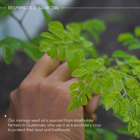 Aveda moringa plant with hand touching green leaves, highlighting responsible sourcing from smallholder farmers in Guatemala.