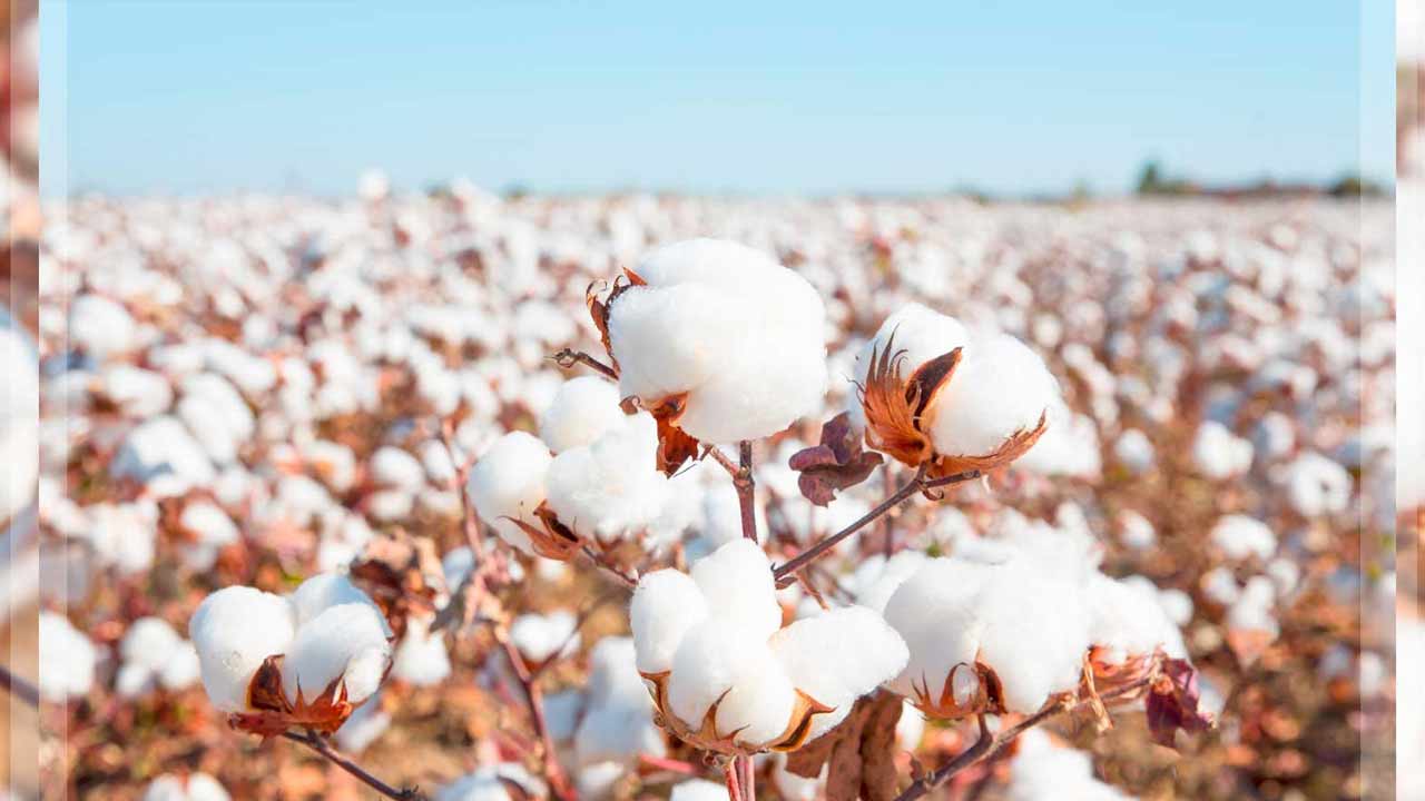 Better Cotton Initiative