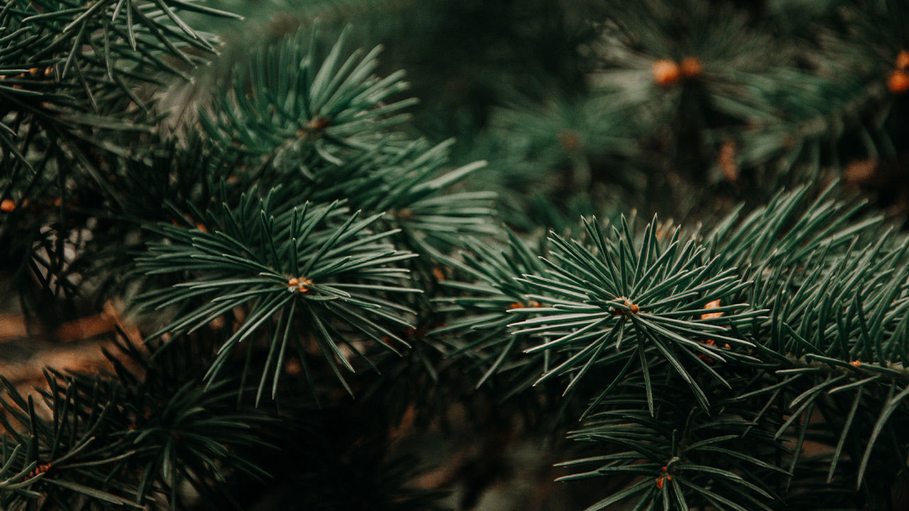 FESTIVE HOME FRAGRANCES TO PINE OVER