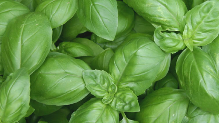 BASIL GRANDE VERT