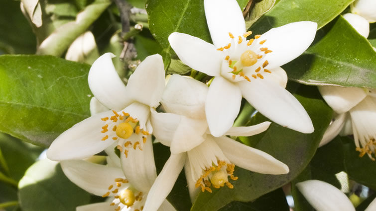 Close up shot of blossoms of bitter orange tree