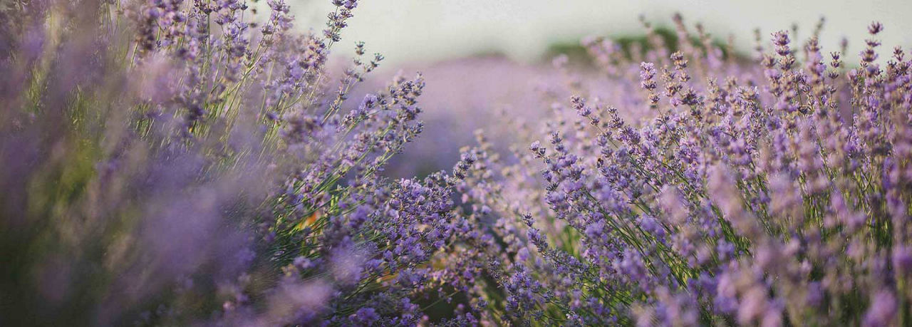 Products Infused With Lavender