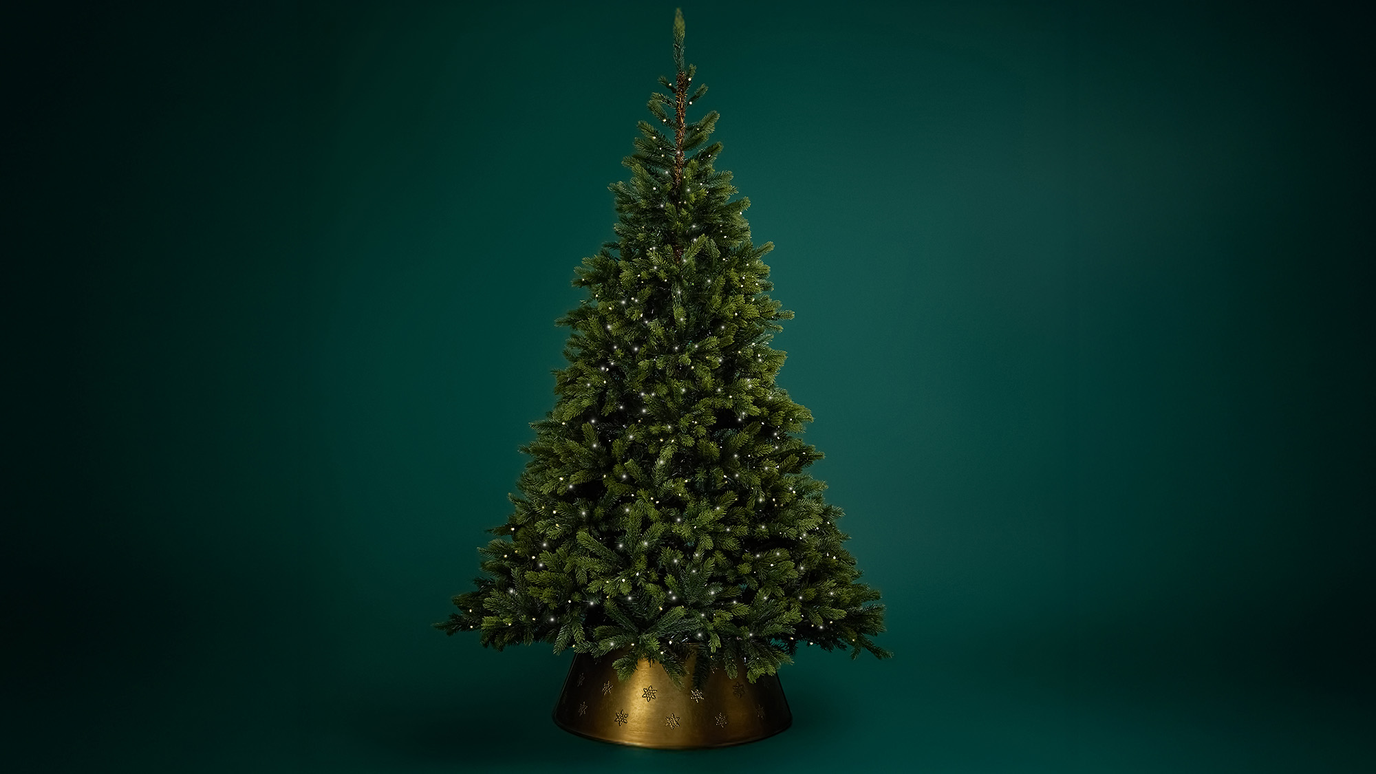 Decorated Christmas trees with wrapped hampers and festive lights