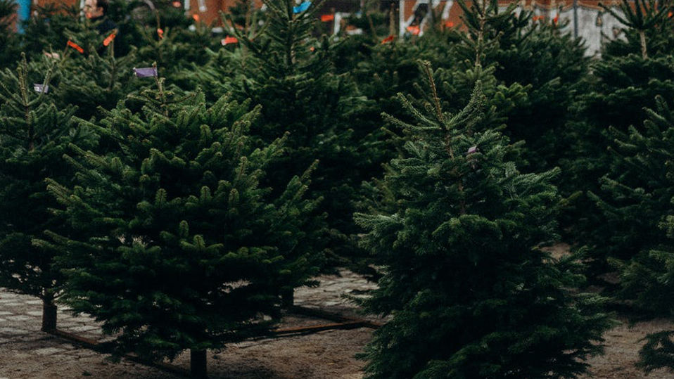 Christmas Trees